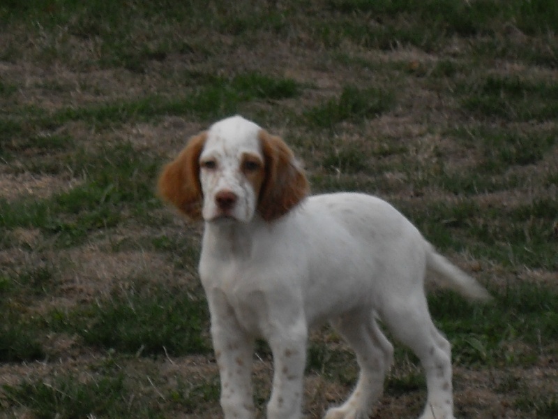des clos de la Madoire - Setter Anglais - Portée née le 27/07/2009